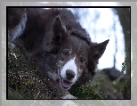 Pysk, Border collie