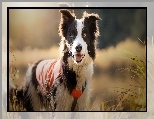 Szelki, Łąka, Border collie, Trawa, Okrycie